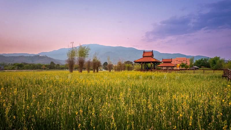 ให้เช่าบ้านเดี่ยว 4 ห้องนอน แม่เหียะ เชียงใหม่ | ใกล้โรงเรียนนานาชาติ, เชียงใหม่, แม่เหียะ, เมืองเชียงใหม่, เชียงใหม่, 250 ตร.ม., บ้านเดี่ยว ให้เช่า, โดย เอลียาห์ ริดจ์ลี่ย์, 500223550 - DDproperty.com