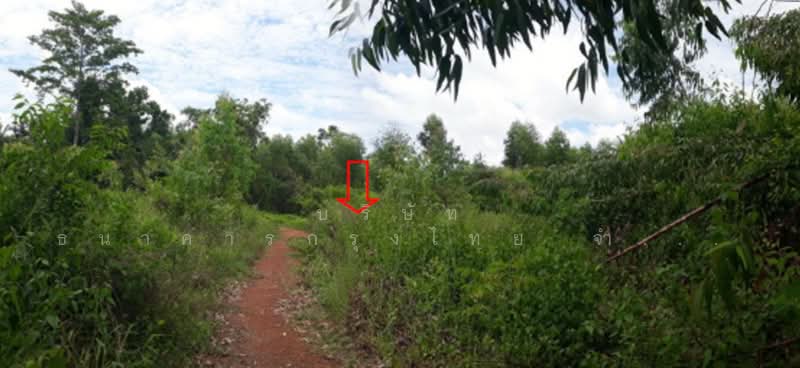 ขาย - ที่ดินเปล่า ตำบลศรีวิไล อำเภอศรีวิไล จังหวัดบึงกาฬ, บึงกาฬ