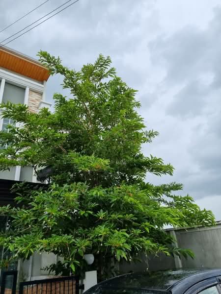 Townhome for sale with tenant, Nakhon Ratchasima, Mun Wai, Muang Nakhon Ratchasima, Nakhon Ratchasima, 3 Bedrooms, 210 sqm, Townhouse For Sale, by วิรณี, 500223895 - DDproperty.com