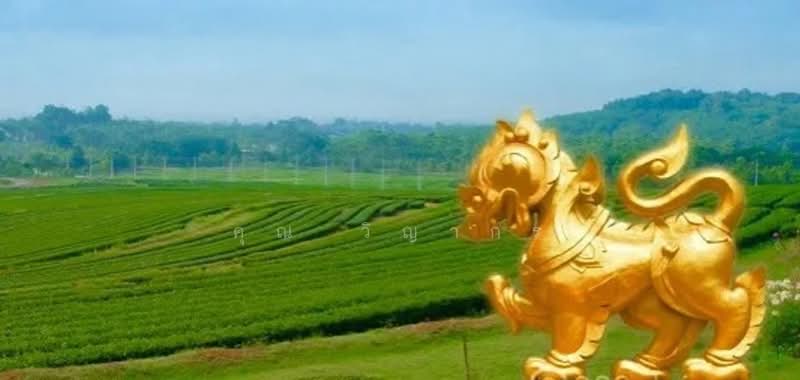 ขายที่ดินพรีเมียมติด Singha Park เชียงราย 14 ไร่ วิวภูเขาพาโนรามา, Chiang Rai, Pa O Don Chai, Muang Chiang Rai, Chiang Rai, , 22,400 sqm, Land For Sale, by คุณ วิญากร, 500224313 - DDproperty.com