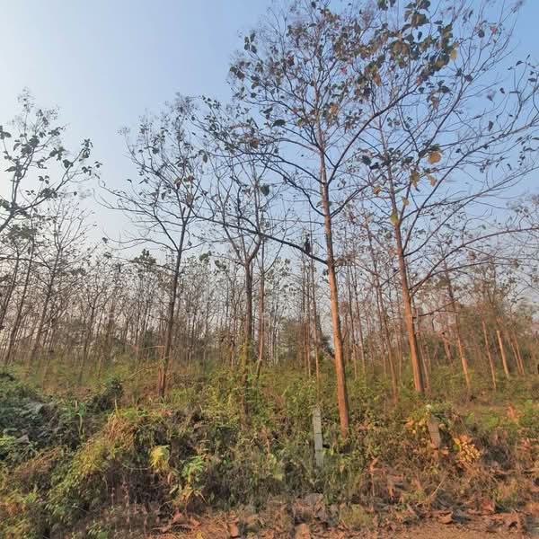 ที่ดินเกาะคา ลำปาง, Lampang, Na Kaeo, Ko Kha, Lampang, , 5,492 sqm, Land For Sale, by The Best Property ปุ้ย, 500224655 - DDproperty.com