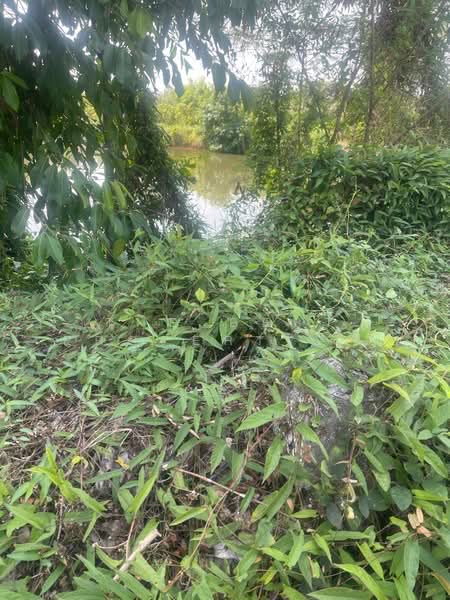 ที่ดินตะพง ระยอง, Rayong, Taphong, Muang Rayong, Rayong, , 8,052 sqm, Land For Sale, by The Best Property ชมพู่, 500225302 - DDproperty.com