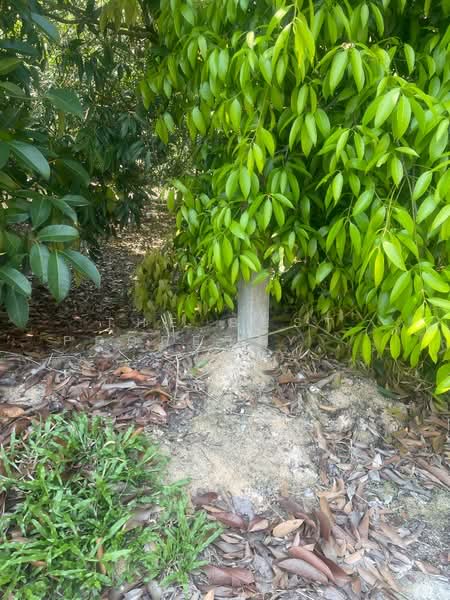 ที่ดินตะพง ระยอง, Rayong, Taphong, Muang Rayong, Rayong, , 8,052 sqm, Land For Sale, by The Best Property ชมพู่, 500225302 - DDproperty.com