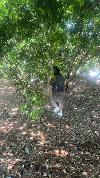 ที่ดินตะพง ระยอง, Rayong, Taphong, Muang Rayong, Rayong, , 8,052 sqm, Land For Sale, by The Best Property ชมพู่, 500225302 - DDproperty.com