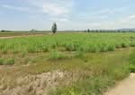 ที่ดินชะอำ เพชรบุรี, เพชรบุรี