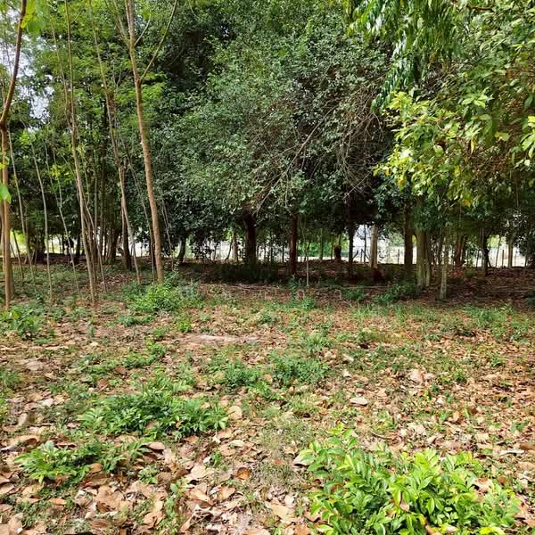 For Sale - ใกล้สนามกอล์ฟฟินิกซ์ - ห้วยใหญ่ ตำบลห้วยใหญ่ อำเภอบางละมุง จังหวัดชลบุรี, Chon Buri (Pattaya)