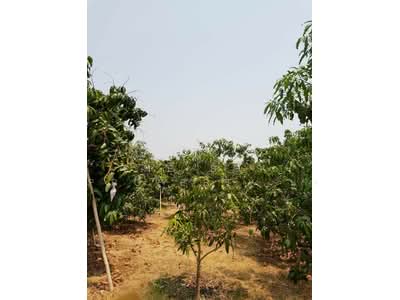 ขาย - ที่ดินบ้านโฮ่ง ลำพูน, ลำพูน