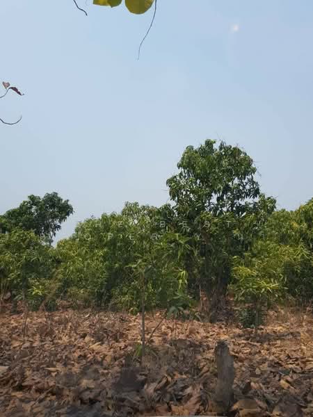 ที่ดินบ้านโฮ่ง ลำพูน, Lamphun, Lao Yao, Ban Hong, Lamphun, , 6,296 sqm, Land For Sale, by The Best Property นา, 500226237 - DDproperty.com