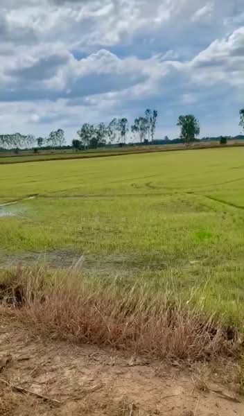 ขาย - ที่ดินพรหมบุรี สิงห์บุรี, สิงห์บุรี