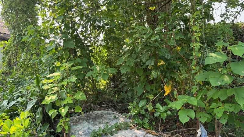 ที่ดินสารภี เชียงใหม่, Chiang Mai, Kho Muong, Saraphi, Chiang Mai, , 332 sqm, Land For Sale, by The Best Property บอย, 500226522 - DDproperty.com