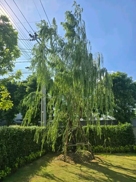 เซนโทร วิภาวดี (Centro Vibhavadi), กรุงเทพ, Chang Akat Uthit Road, สนามบิน, ดอนเมือง, กรุงเทพ, 252 ตร.ม., บ้านเดี่ยว ให้เช่า, โดย Forty-Six Real Estate Group, 500226597 - DDproperty.com