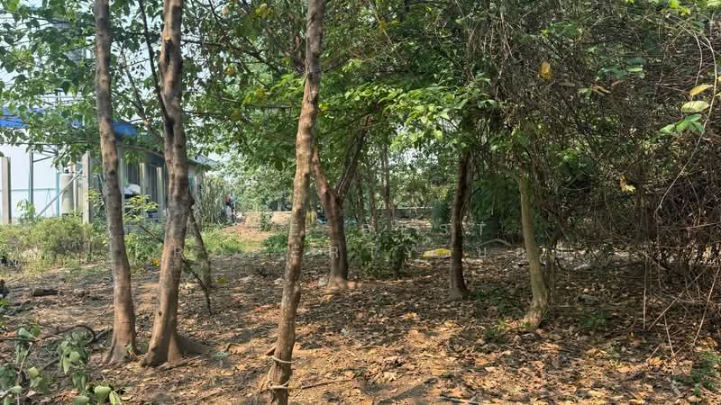 ที่ดินหางดง เชียงใหม่, Chiang Mai, Nong Tong, Hang Dong, Chiang Mai, , 1,584 sqm, Land For Sale, by The Best Property บอย, 500227883 - DDproperty.com