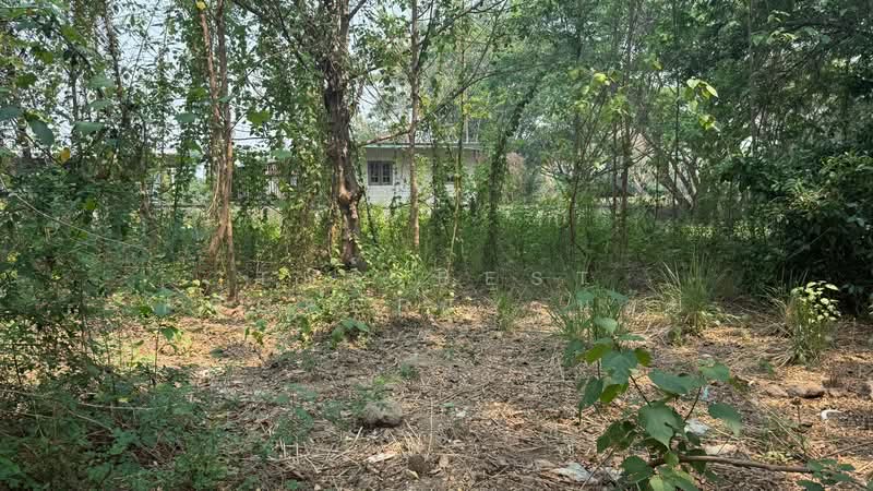 ที่ดินหางดง เชียงใหม่, Chiang Mai, Nong Tong, Hang Dong, Chiang Mai, , 1,584 sqm, Land For Sale, by The Best Property บอย, 500227883 - DDproperty.com