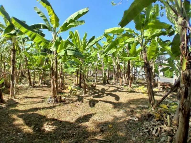 Land for sale 387 sqw, Bangkok, Phra Kanong Nua, Watthana, Bangkok, , 1,548 sqm, Land For Sale, by Sasialinda (Muay), 500227897 - DDproperty.com