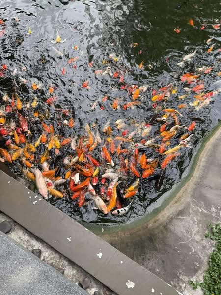 The Line Phahonyothin Park, Bangkok, 1090 Phahonyothin Road, Jom Phon, Chatuchak, Bangkok, 1 Bedroom, 66 sqm, Condo For Rent, by คุณศรุดา ภิญโญพจนารถ, 500228040 - DDproperty.com