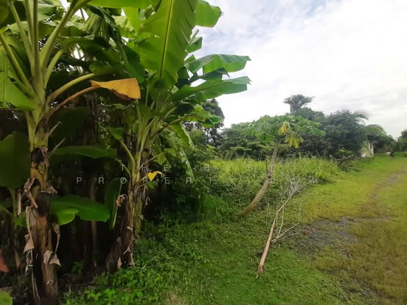 ขาย - ที่ดินหนองจอก กรุงเทพมหานคร, กรุงเทพ