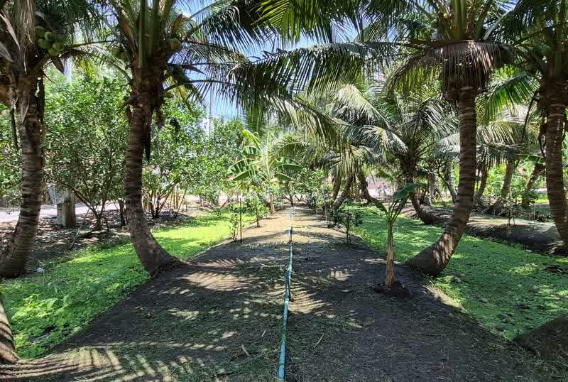 ที่ดินอัมพวา สมุทรสงคราม, Samut Songkhram, Bang Khae, Amphawa, Samut Songkhram, , 1,744 sqm, Land For Sale, by The Best Property อิ๋ว, 500228737 - DDproperty.com