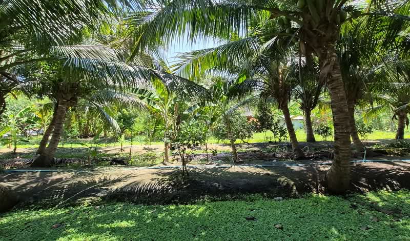 ที่ดินอัมพวา สมุทรสงคราม, Samut Songkhram, Bang Khae, Amphawa, Samut Songkhram, , 1,744 sqm, Land For Sale, by The Best Property อิ๋ว, 500228737 - DDproperty.com