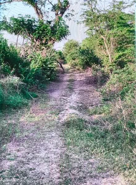 ที่ดินลาดบัวหลวง พระนครศรีอยุธยา, พระนครศรีอยุธยา, พระยาบันลือ, ลาดบัวหลวง, พระนครศรีอยุธยา, 1,600 ตร.ม., ที่ดิน ขาย, โดย The Best Property เซ, 500228744 - DDproperty.com
