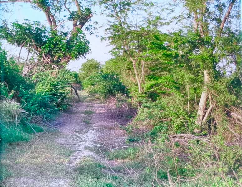 ที่ดินลาดบัวหลวง พระนครศรีอยุธยา, Phra Nakhon Si Ayutthaya, Phraya Banlu, Lat Bua Luang, Phra Nakhon Si Ayutthaya, , 1,600 sqm, Land For Sale, by The Best Property  เซ, 500228744 - DDproperty.com