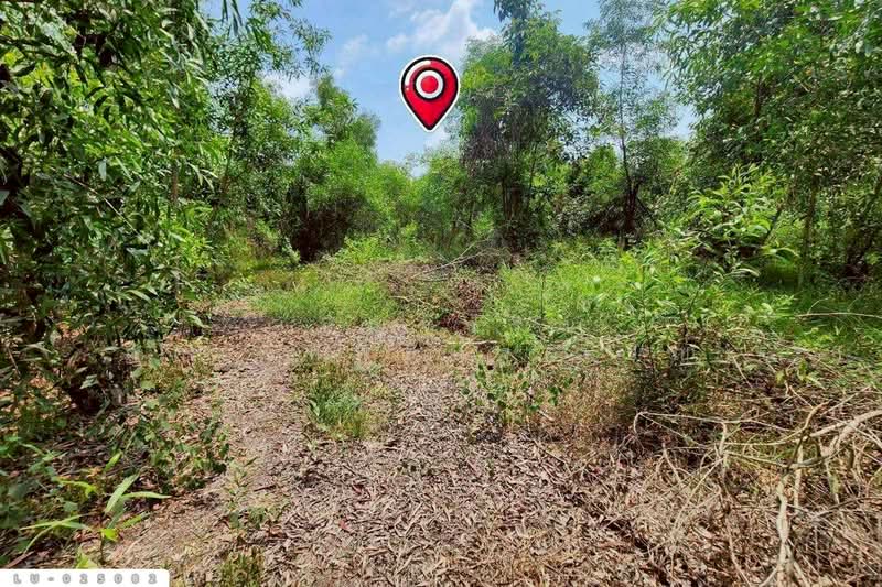 ขาย - ที่ดินคลองสิบสอง 1 ไร่ 1 ตร.ว. หนองจอก ใกล้ศูนย์สุขภาพโรงพยาบาลเวชการุณย์รัศมิ์ LU-025082, กรุงเทพ