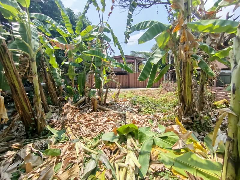 ที่ดินพระโขนง กรุงเทพมหานคร, Bangkok, Bang Chak, Phra Khanong, Bangkok, , 200 sqm, Land For Sale, by The Best Property นก, 500229505 - DDproperty.com