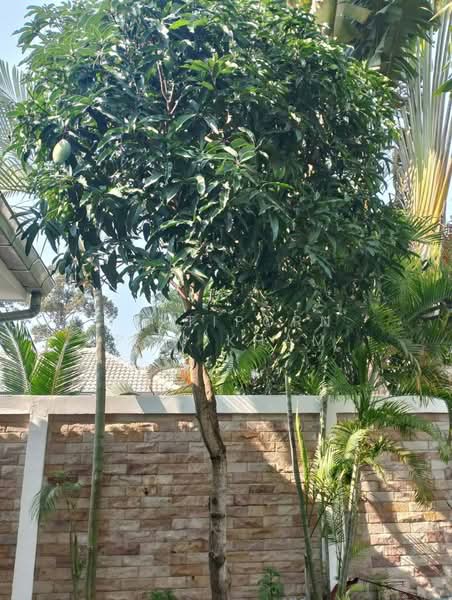 3-BR Villa, Chon Buri (Pattaya), Huai Yai, Bang Lamung (Pattaya), Chon Buri (Pattaya), 3 Bedrooms, 150 sqm, Villa For Sale, by Thitiporn Pawikham, 500229743 - DDproperty.com