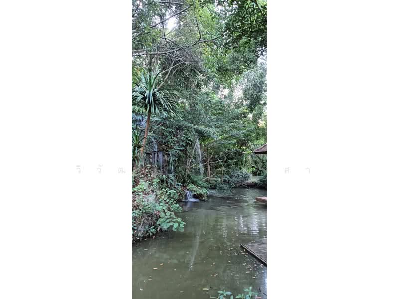 Beautiful house and land for sale at Chayana Resort, Mae Chan, Chiang Rai. 18480 sq.m., Chiang Rai, Pa-Sang, Mae Chan, Chiang Rai, 4 Bedrooms, 250 sqm, Single Detached House For Sale, by วิวัฒน์ เวชพงศา, 500229862 - DDproperty.com