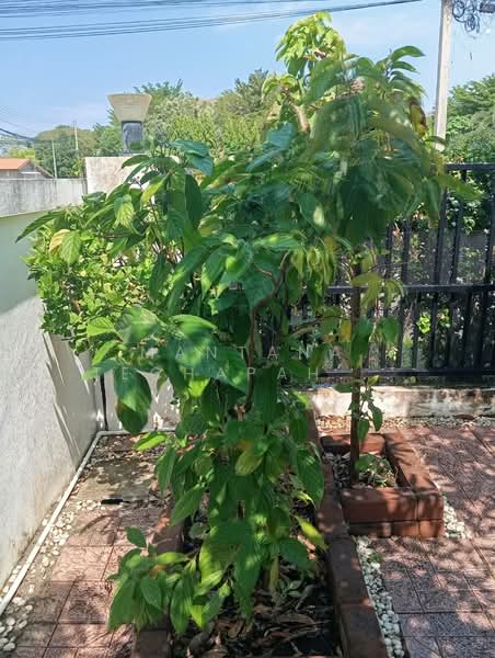 ให้เช่า - undefined, ประจวบคีรีขันธ์