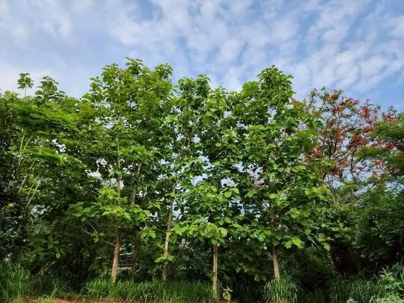 ที่ดินพร้อมสวน อ.ปากช่อง จ.โคราช (5 ไร่ 2 งาน) หลัง Big C ปากช่อง, นครราชสีมา, ปากช่อง, ปากช่อง, นครราชสีมา, 8,800 ตร.ม., ที่ดิน ขาย, โดย ภัทรพล ศรีกัลยาณบุตร, 500230421 - DDproperty.com