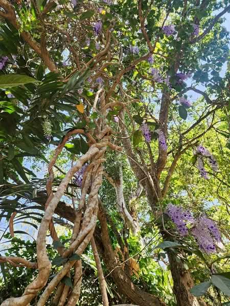 ที่ดินพร้อมสวน อ.ปากช่อง จ.โคราช (5 ไร่ 2 งาน) หลัง Big C ปากช่อง, นครราชสีมา, ปากช่อง, ปากช่อง, นครราชสีมา, 8,800 ตร.ม., ที่ดิน ขาย, โดย ภัทรพล ศรีกัลยาณบุตร, 500230421 - DDproperty.com