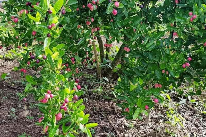 ที่ดินพร้อมสวน อ.ปากช่อง จ.โคราช (5 ไร่ 2 งาน) หลัง Big C ปากช่อง, Nakhon Ratchasima, Pak Chong, Pak Chong, Nakhon Ratchasima, , 8,800 sqm, Land For Sale, by ภัทรพล ศรีกัลยาณบุตร, 500230421 - DDproperty.com