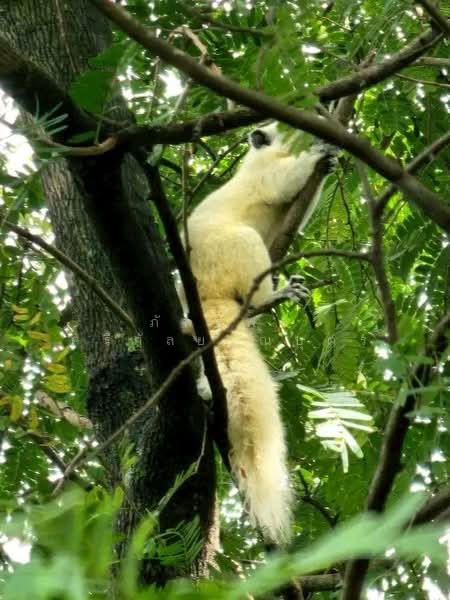 ที่ดินพร้อมสวน อ.ปากช่อง จ.โคราช (5 ไร่ 2 งาน) หลัง Big C ปากช่อง, Nakhon Ratchasima, Pak Chong, Pak Chong, Nakhon Ratchasima, , 8,800 sqm, Land For Sale, by ภัทรพล ศรีกัลยาณบุตร, 500230421 - DDproperty.com