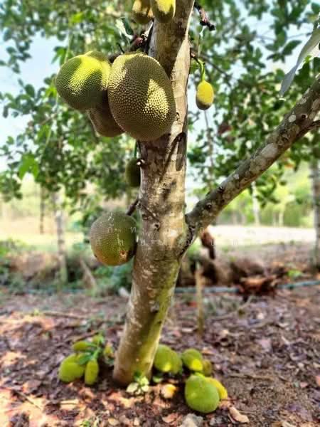 ที่ดินพร้อมสวน อ.ปากช่อง จ.โคราช (5 ไร่ 2 งาน) หลัง Big C ปากช่อง, Nakhon Ratchasima, Pak Chong, Pak Chong, Nakhon Ratchasima, , 8,800 sqm, Land For Sale, by ภัทรพล ศรีกัลยาณบุตร, 500230421 - DDproperty.com