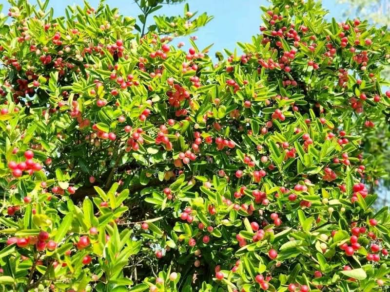 ที่ดินพร้อมสวน อ.ปากช่อง จ.โคราช (5 ไร่ 2 งาน) หลัง Big C ปากช่อง, นครราชสีมา, ปากช่อง, ปากช่อง, นครราชสีมา, 8,800 ตร.ม., ที่ดิน ขาย, โดย ภัทรพล ศรีกัลยาณบุตร, 500230421 - DDproperty.com