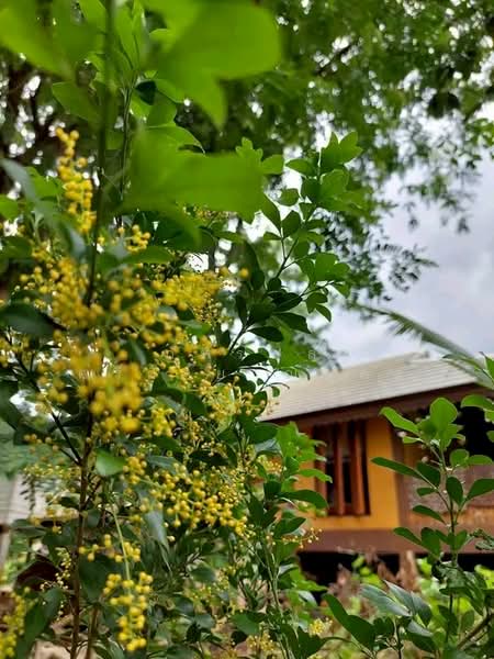 ที่ดินพร้อมสวน อ.ปากช่อง จ.โคราช (5 ไร่ 2 งาน) หลัง Big C ปากช่อง, Nakhon Ratchasima, Pak Chong, Pak Chong, Nakhon Ratchasima, , 8,800 sqm, Land For Sale, by ภัทรพล ศรีกัลยาณบุตร, 500230421 - DDproperty.com