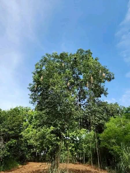 ที่ดินพร้อมสวน อ.ปากช่อง จ.โคราช (5 ไร่ 2 งาน) หลัง Big C ปากช่อง, Nakhon Ratchasima, Pak Chong, Pak Chong, Nakhon Ratchasima, , 8,800 sqm, Land For Sale, by ภัทรพล ศรีกัลยาณบุตร, 500230421 - DDproperty.com