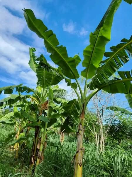 ที่ดินพร้อมสวน อ.ปากช่อง จ.โคราช (5 ไร่ 2 งาน) หลัง Big C ปากช่อง, Nakhon Ratchasima, Pak Chong, Pak Chong, Nakhon Ratchasima, , 8,800 sqm, Land For Sale, by ภัทรพล ศรีกัลยาณบุตร, 500230421 - DDproperty.com