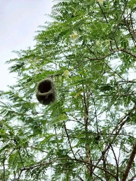 ที่ดินพร้อมสวน อ.ปากช่อง จ.โคราช (5 ไร่ 2 งาน) หลัง Big C ปากช่อง, นครราชสีมา, ปากช่อง, ปากช่อง, นครราชสีมา, 8,800 ตร.ม., ที่ดิน ขาย, โดย ภัทรพล ศรีกัลยาณบุตร, 500230421 - DDproperty.com