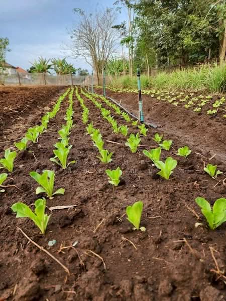 ที่ดินพร้อมสวน อ.ปากช่อง จ.โคราช (5 ไร่ 2 งาน) หลัง Big C ปากช่อง, Nakhon Ratchasima, Pak Chong, Pak Chong, Nakhon Ratchasima, , 8,800 sqm, Land For Sale, by ภัทรพล ศรีกัลยาณบุตร, 500230421 - DDproperty.com