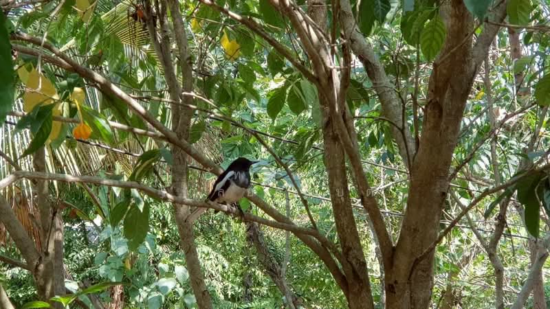 ที่ดินพร้อมสวน อ.ปากช่อง จ.โคราช (5 ไร่ 2 งาน) หลัง Big C ปากช่อง, นครราชสีมา, ปากช่อง, ปากช่อง, นครราชสีมา, 8,800 ตร.ม., ที่ดิน ขาย, โดย ภัทรพล ศรีกัลยาณบุตร, 500230421 - DDproperty.com