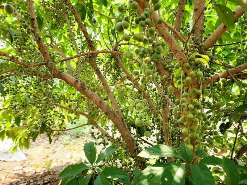 ที่ดินพร้อมสวน อ.ปากช่อง จ.โคราช (5 ไร่ 2 งาน) หลัง Big C ปากช่อง, นครราชสีมา, ปากช่อง, ปากช่อง, นครราชสีมา, 8,800 ตร.ม., ที่ดิน ขาย, โดย ภัทรพล ศรีกัลยาณบุตร, 500230421 - DDproperty.com