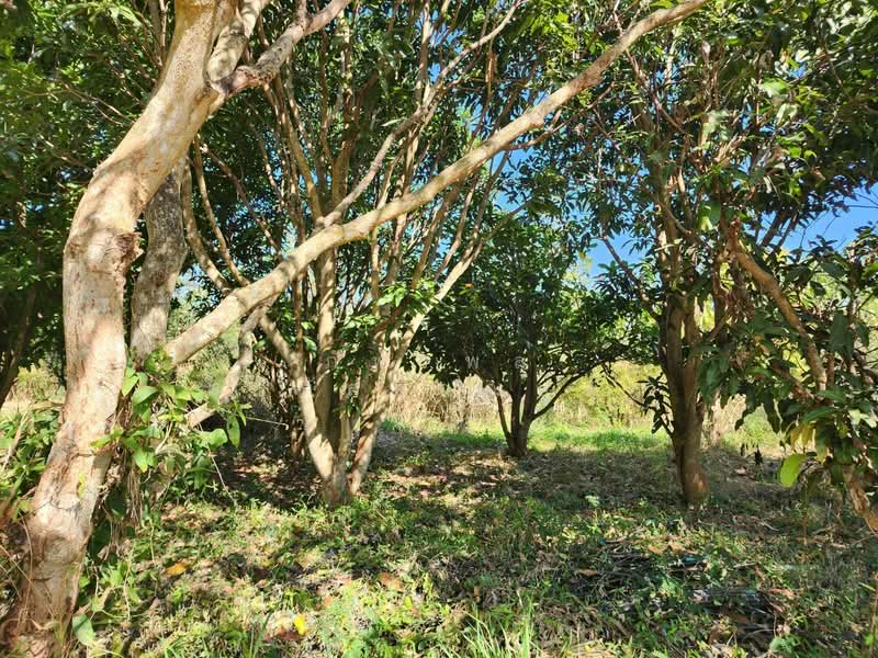 ที่ดินพร้อมสวน อ.ปากช่อง จ.โคราช (5 ไร่ 2 งาน) หลัง Big C ปากช่อง, Nakhon Ratchasima, Pak Chong, Pak Chong, Nakhon Ratchasima, , 8,800 sqm, Land For Sale, by ภัทรพล ศรีกัลยาณบุตร, 500230421 - DDproperty.com