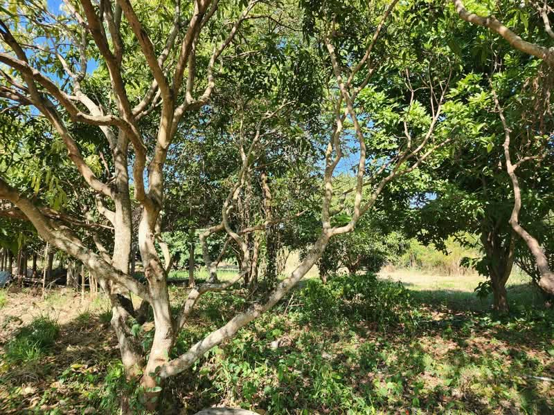 ที่ดินพร้อมสวน อ.ปากช่อง จ.โคราช (5 ไร่ 2 งาน) หลัง Big C ปากช่อง, Nakhon Ratchasima, Pak Chong, Pak Chong, Nakhon Ratchasima, , 8,800 sqm, Land For Sale, by ภัทรพล ศรีกัลยาณบุตร, 500230421 - DDproperty.com