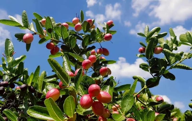 ที่ดินพร้อมสวน อ.ปากช่อง จ.โคราช (5 ไร่ 2 งาน) หลัง Big C ปากช่อง, Nakhon Ratchasima, Pak Chong, Pak Chong, Nakhon Ratchasima, , 8,800 sqm, Land For Sale, by ภัทรพล ศรีกัลยาณบุตร, 500230421 - DDproperty.com