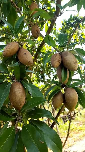 ที่ดินพร้อมสวน อ.ปากช่อง จ.โคราช (5 ไร่ 2 งาน) หลัง Big C ปากช่อง, Nakhon Ratchasima, Pak Chong, Pak Chong, Nakhon Ratchasima, , 8,800 sqm, Land For Sale, by ภัทรพล ศรีกัลยาณบุตร, 500230421 - DDproperty.com