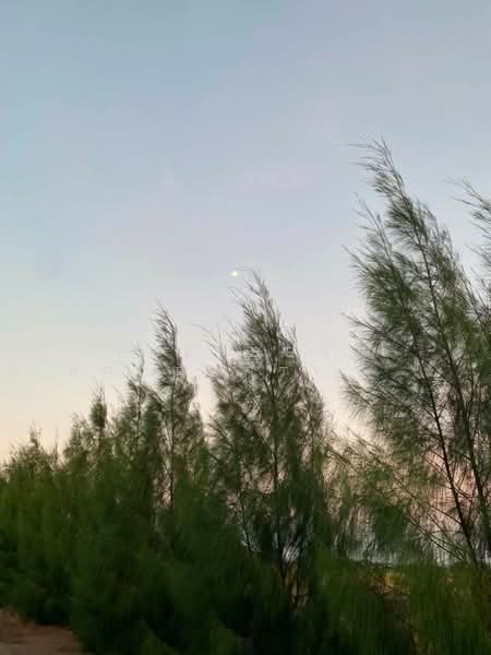 ขาย - ที่ดินบางจาน เพชรบุรี, เพชรบุรี