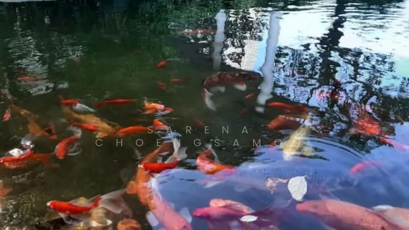 The Room Sukhumvit 62 : เดอะรูม สุขุมวิท 62, กรุงเทพ, 2288 ถ.สุขุมวิท, บางจาก, พระโขนง, กรุงเทพ, 45 ตร.ม., คอนโด ให้เช่า, โดย Sarena Choengsamor, 500233225 - DDproperty.com