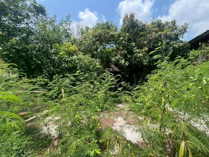 ขาย - ที่ดิน + สิ่งปลูกสร้าง 2 ชั้น 149 ตร.ว. ซอยพรานนก5 ใกล้แยกไฟฉาย, กรุงเทพ