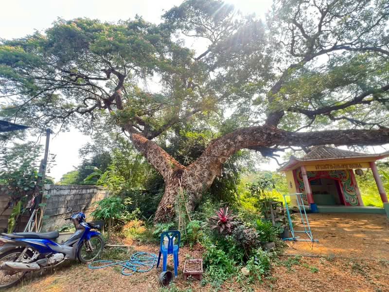 ขาย - บ้านเดี่ยว 2 ชั้น 42 ตร.ว. ครึ่งปูนครึ่งไม้สัก สภาพดี จ.สิงห์บุรี, สิงห์บุรี